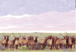 Elk at Sand Dunes